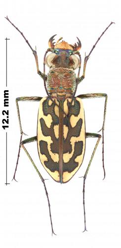 Lophyra neglecta